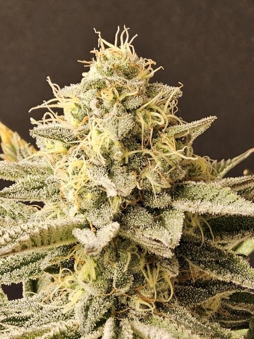 Very Cherry. Week 15