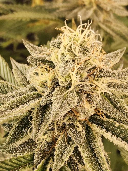 Very Cherry. Week 15