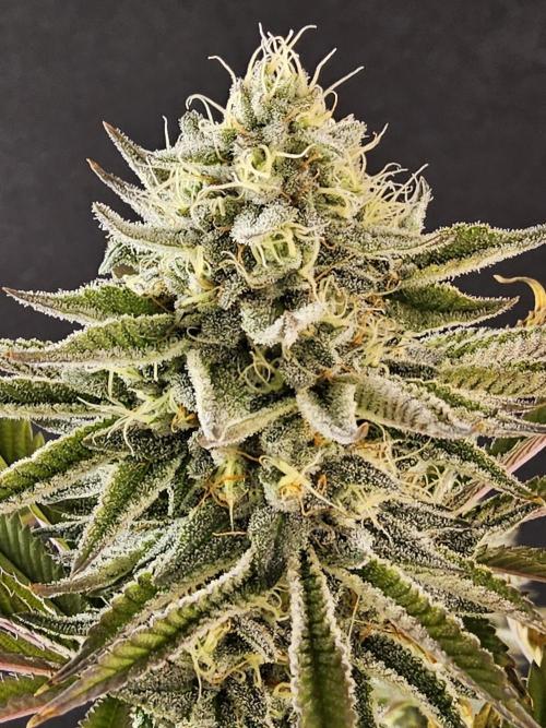 Very Cherry. Week 15