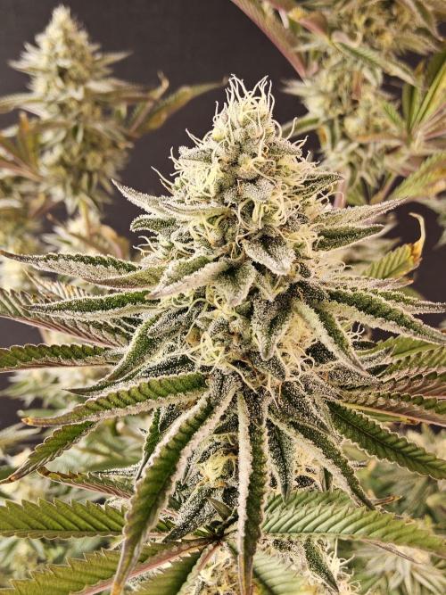 Very Cherry. Week 15
