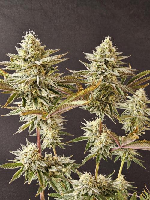Very Cherry. Week 15