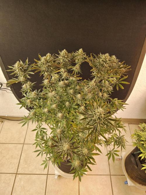 Very Cherry. Week 15