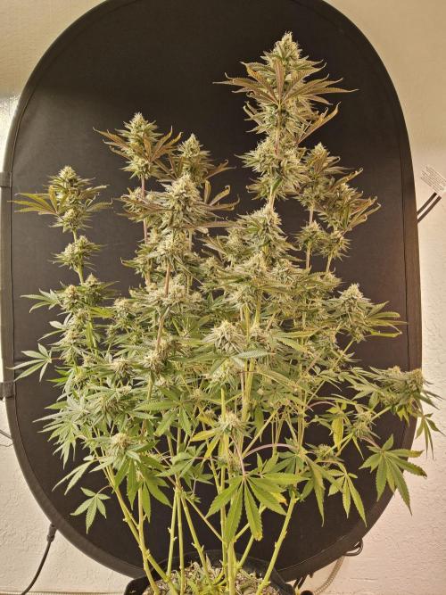 Very Cherry. Week 15