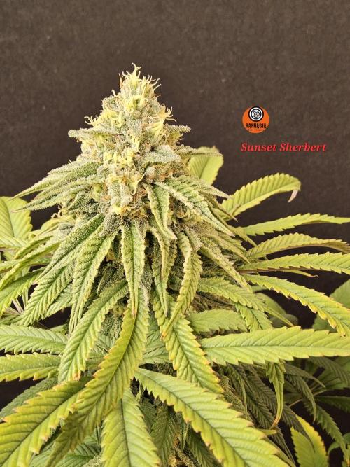 A Kannabian Sunset. Week 15