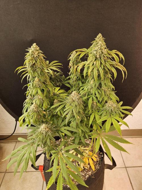 A Kannabian Sunset. Week 15