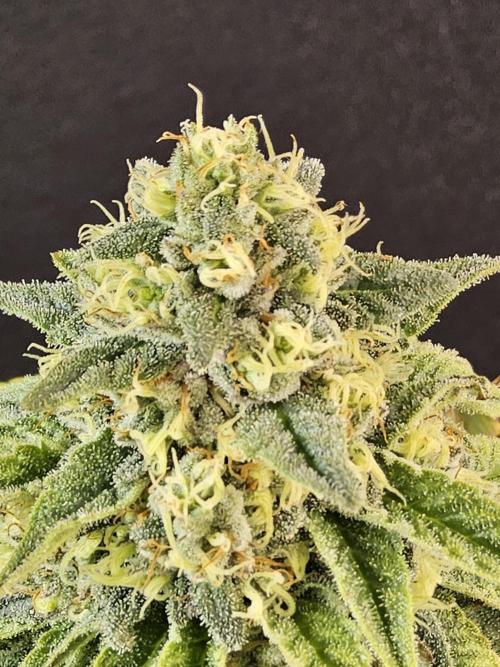 A Kannabian Sunset. Week 15