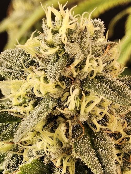 A Kannabian Sunset. Week 15