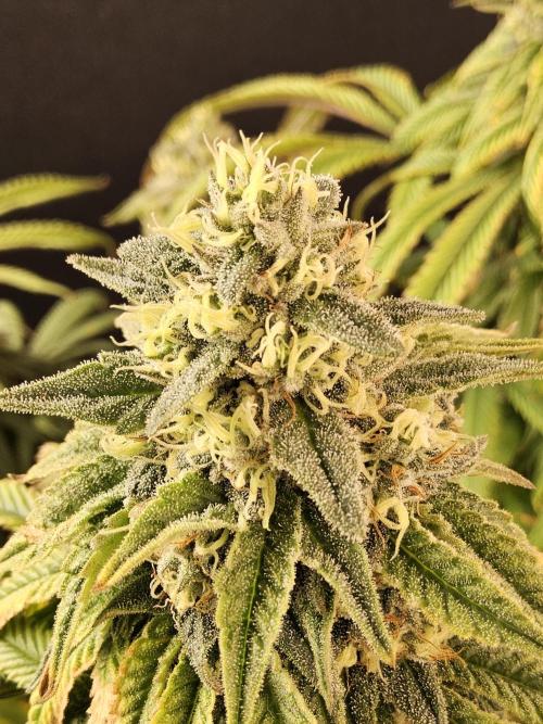 A Kannabian Sunset. Week 15