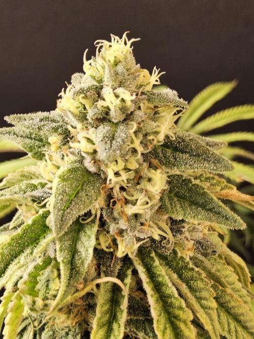 A Kannabian Sunset. Week 15