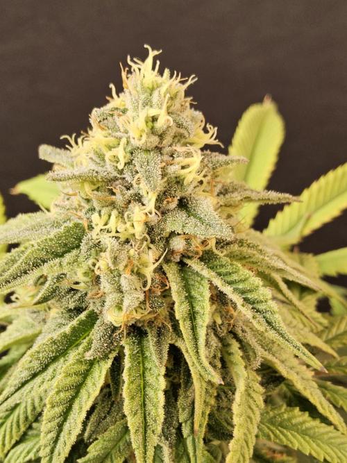 A Kannabian Sunset. Week 15
