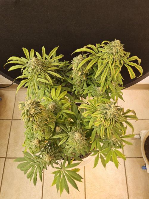 A Kannabian Sunset. Week 15