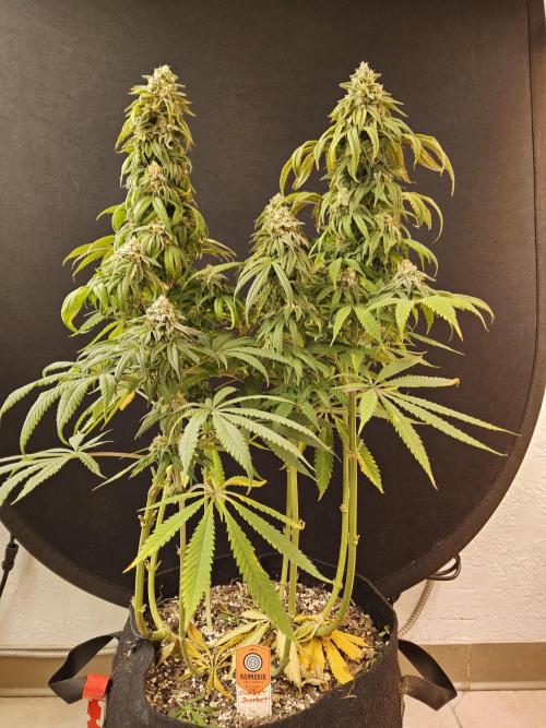 A Kannabian Sunset. Week 15