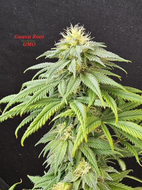 Sweet Guava Root. Week 15