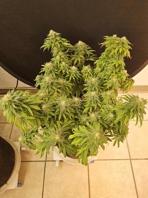 Sweet Guava Root. Week 15
