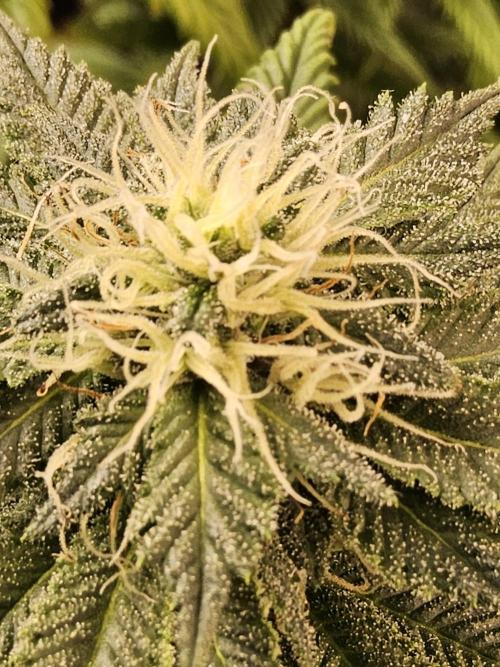 Sweet Guava Root. Week 15