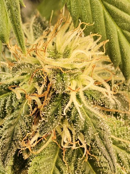 Sweet Guava Root. Week 15
