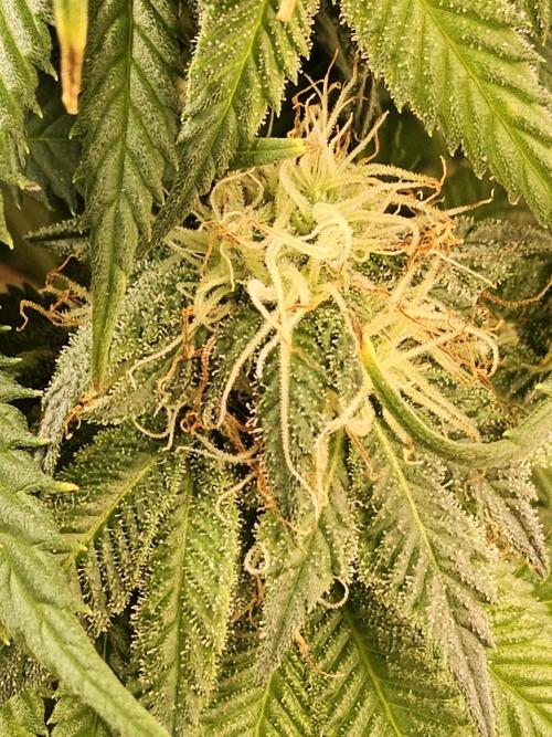 Sweet Guava Root. Week 15