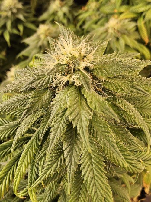 Sweet Guava Root. Week 15