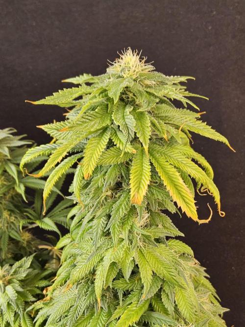 Sweet Guava Root. Week 15