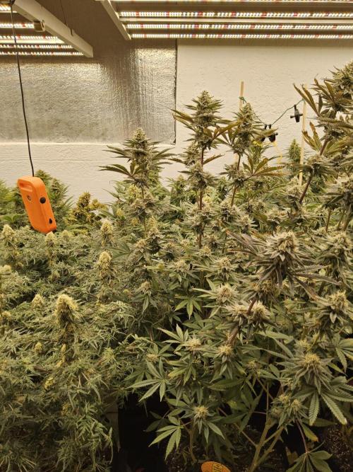 Sweet Guava Root. Week 15