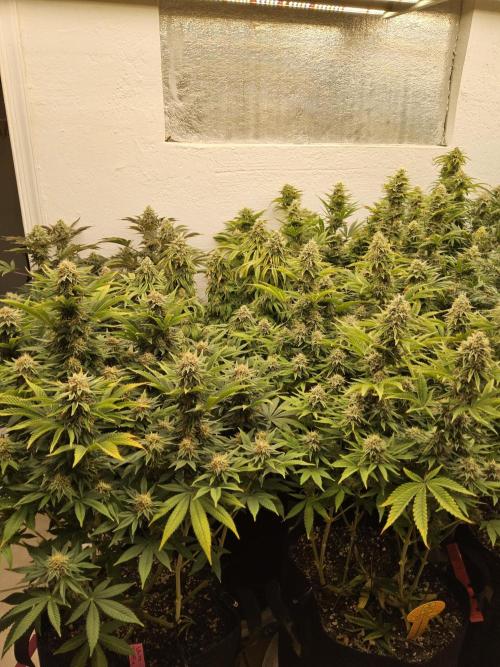 Sweet Guava Root. Week 15
