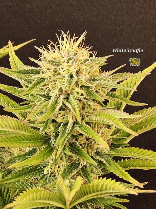 The Truffle of MSNL. Week 14