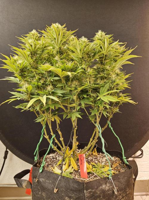 The Truffle of MSNL. Week 14
