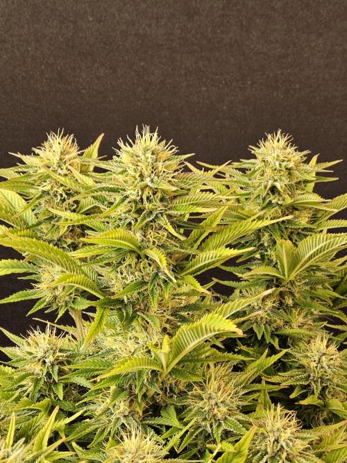 The Truffle of MSNL. Week 14