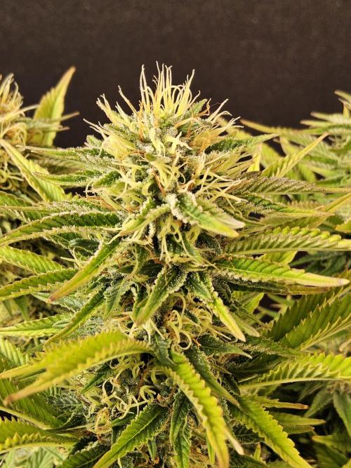 The Truffle of MSNL. Week 14