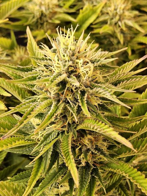 The Truffle of MSNL. Week 14