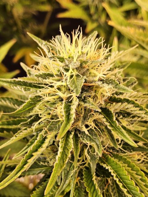 The Truffle of MSNL. Week 14