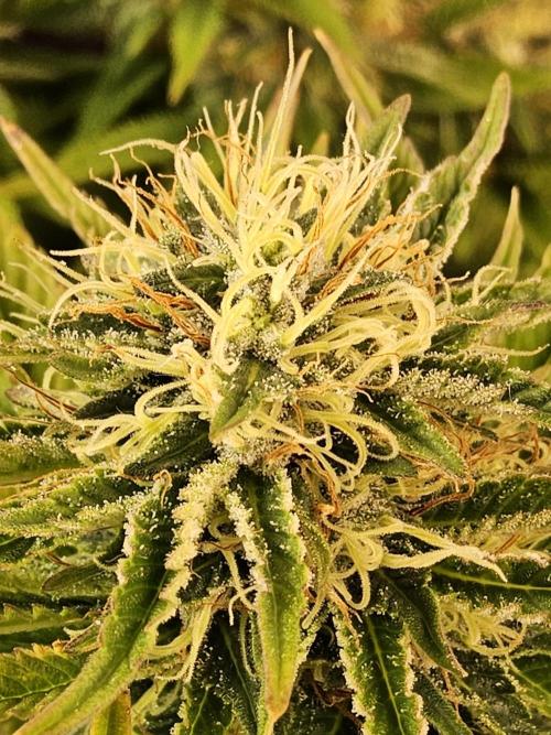 The Truffle of MSNL. Week 14