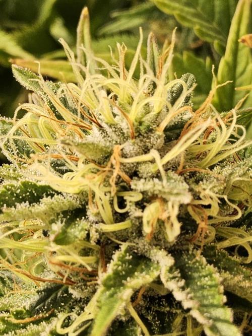 The Truffle of MSNL. Week 14