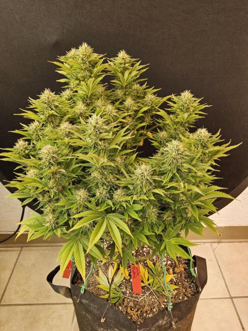 The Truffle of MSNL. Week 14