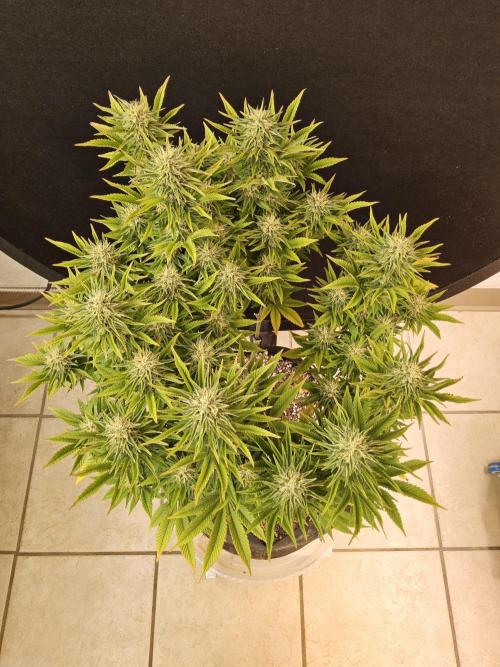 The Truffle of MSNL. Week 14