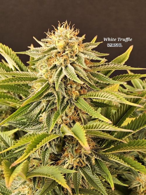 The Truffle of MSNL. Week 14