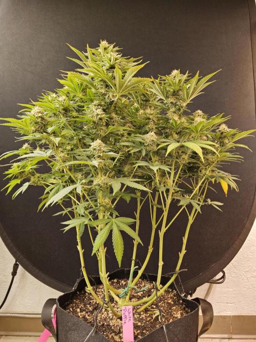 The Truffle of MSNL. Week 14