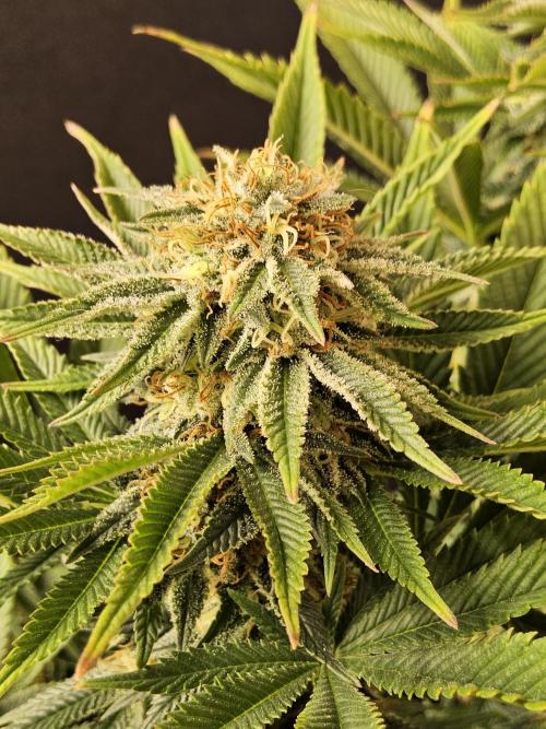 The Truffle of MSNL. Week 14