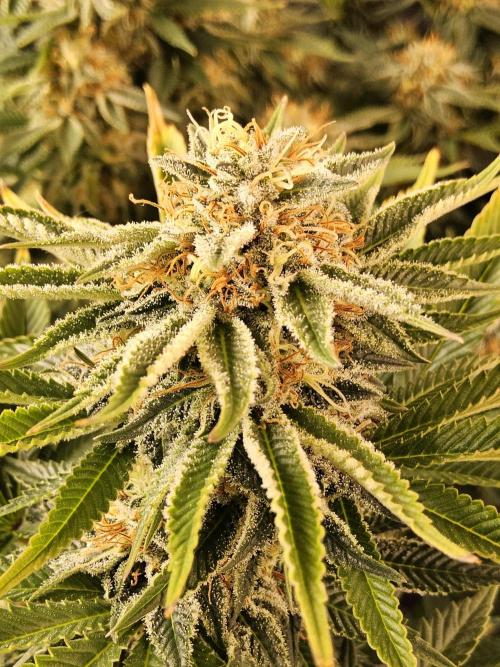 The Truffle of MSNL. Week 14