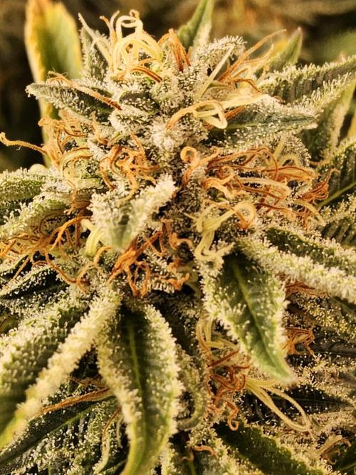 The Truffle of MSNL. Week 14