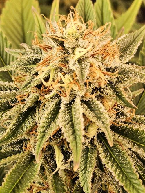 The Truffle of MSNL. Week 14