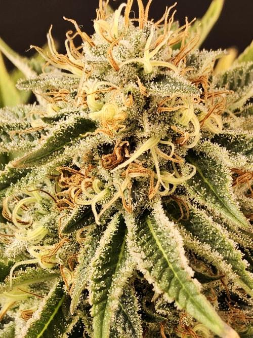 The Truffle of MSNL. Week 14