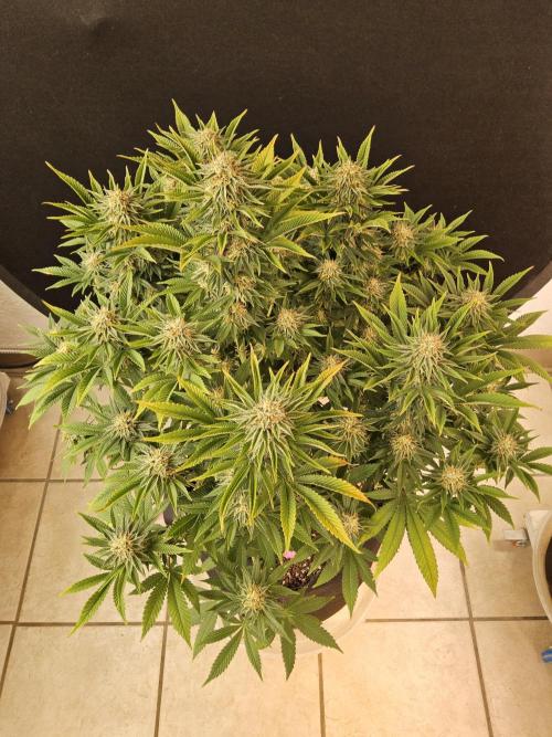 The Truffle of MSNL. Week 14