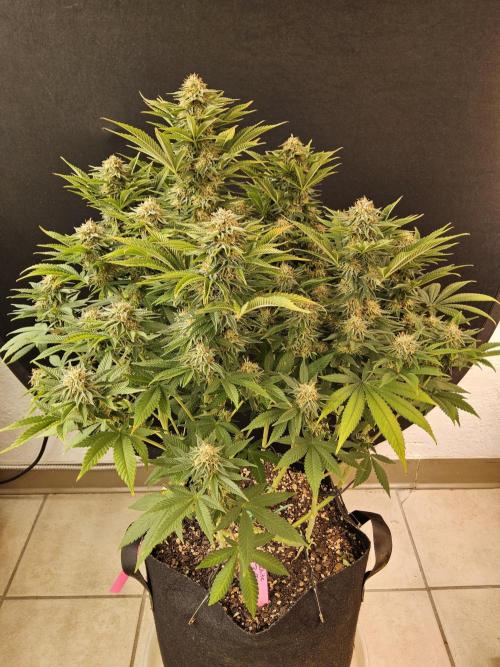 The Truffle of MSNL. Week 14