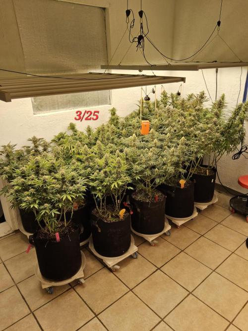 The Truffle of MSNL. Week 14