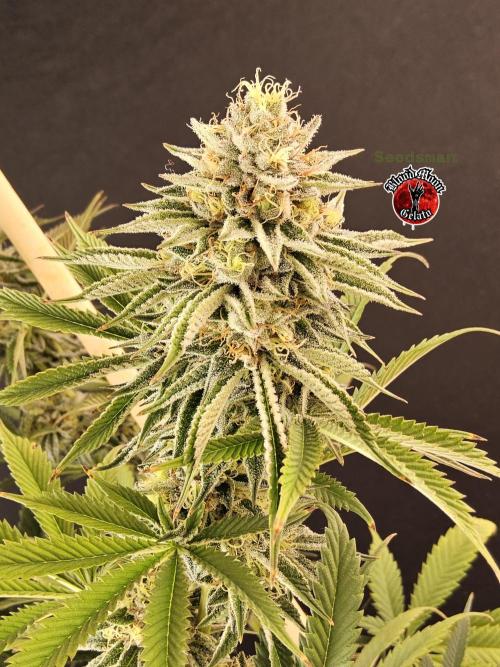 Seedsman Blood. Week 15