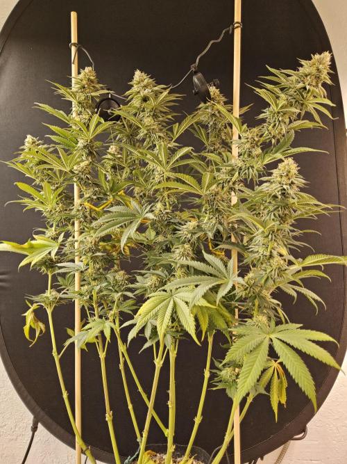 Seedsman Blood. Week 15