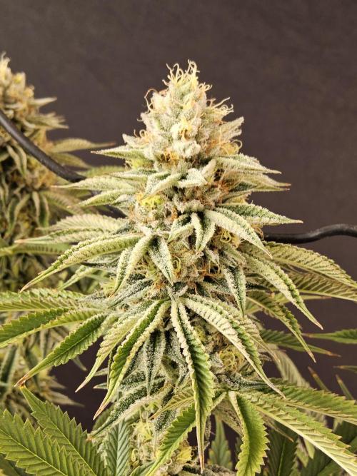 Seedsman Blood. Week 15
