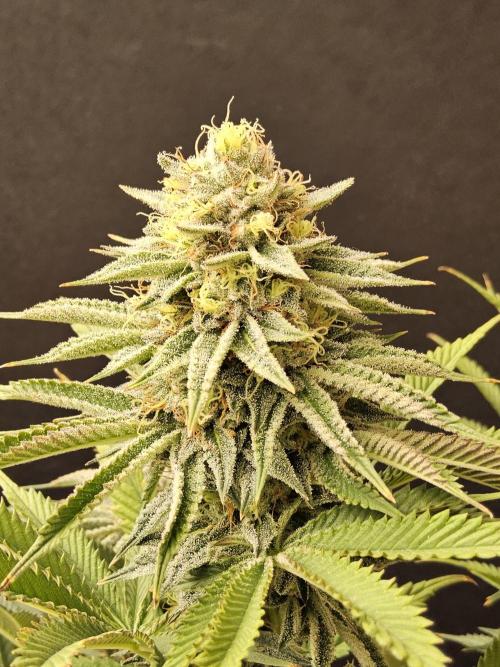 Seedsman Blood. Week 15