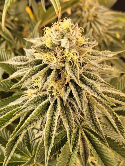 Seedsman Blood. Week 15